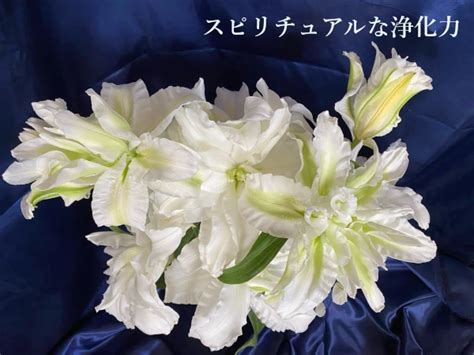 百合花 風水|百合の花スピリチュアル香りや浄化力と芳香現象や開。